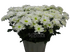 Бакарди Вайт