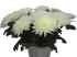 доставка цветов на дом Пятигорск
